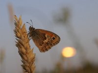 Coenonympha pamphilus 58, Hooibeestje, Saxifraga-Luuk Vermeer