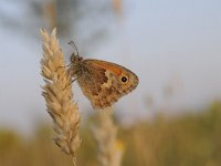 Coenonympha pamphilus 59, Hooibeestje, Saxifraga-Luuk Vermeer