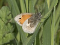 Coenonympha pamphilus 62, Hooibeestje, Saxifraga-Willem van Kruijsbergen