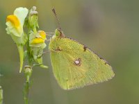 Colias croceus 40, Oranje luzernevlinder, Saxifraga-Luuk Vermeer