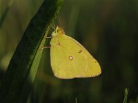 Colias croceus 46, Oranje luzernevlinder, Saxifraga-Luuk Vermeer