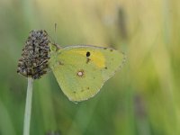 Colias croceus 47, Oranje luzernevlinder, Saxifraga-Luuk Vermeer