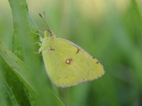 Colias croceus 48, Oranje luzernevlinder, Saxifraga-Luuk Vermeer