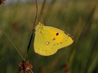 Colias croceus 50, Oranje luzernevlinder, Saxifraga-Luuk Vermeer