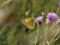 Colias croceus 62, Oranje luzernevlinder, Saxifraga-Luuk Vermeer