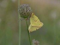 Colias croceus 64, Oranje luzernevlinder, Saxifraga-Luuk Vermeer