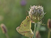 Colias croceus 65, Oranje luzernevlinder, Saxifraga-Luuk Vermeer