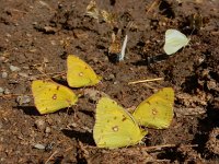 Colias croceus 70, Oranje luzernevlinder, Saxifraga-Ed Stikvoort