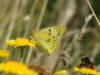 Colias hyale 16, Gele luzernevlinder, Saxifraga-Joep Steur