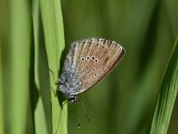 Cyaniris semiargus 54, Klaverblauwtje, Saxifraga-Luuk Vermeer