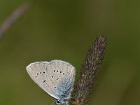 Cyaniris semiargus 56, Klaverblauwtje, Saxifraga-Luuk Vermeer