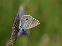 Cyaniris semiargus 57, Klaverblauwtje, Saxifraga-Luuk Vermeer