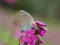BESNA KOBILA. POLYOMMATUS SEMIARGUS.