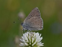 Cyaniris semiargus 60, Klaverblauwtje, Saxifraga-Luuk Vermeer