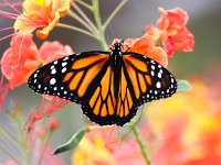 Danaus plexippus 10, Monarchvlinder, Saxifraga-Bart Vastenhouw