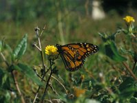 Danaus plexippus 2, Monarchvlinder, Vlinderstichting-Kars Veling