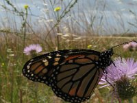 Danaus plexippus 7, Monarchvlinder, Saxifraga-Rutger Barendse