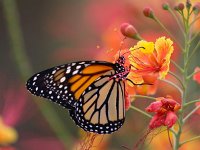 Danaus plexippus 8, Monarchvlinder, Saxifraga-Bart Vastenhouw