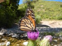 Danaus plexippus, 16, Monarchvlinder, on Cirsium, Saxifraga-Kars Veling