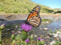 Danaus plexippus, 20, Monarchvlinder, on Cirsium, Saxifraga-Kars Veling