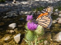 Danaus plexippus, 25, Monarchvlinder, on Cirsium, Saxifraga-Kars Veling