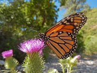 Danaus plexippus, 26, Monarchvlinder, on Cirsium, Saxifraga-Kars Veling