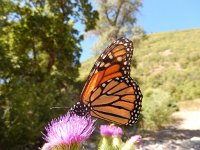 Danaus plexippus, 29, Monarchvlinder, on Cirsium, Saxifraga-Kars Veling