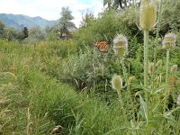 Danaus plexippus, 30, Monarchvlinder, on Dipsacus fullonum, Saxifraga-Kars Veling