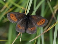 Erebia epiphron 5, Bergerebia, Saxifraga-Luuk Vermeer