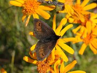 Erebia epiphron 7, Bergerebia, Saxifraga-Luuk Vermeer