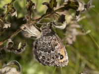 Erebia montana 4, Marmererebia, Saxifraga-Willem van Kruijsbergen