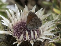 Erebia pronoe, Water Ringlet