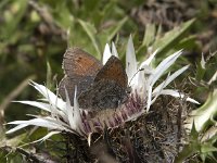 Erebia tyndarus 2, Zwitserse glanserebia, Saxifraga-Willem van Kruijsbergen