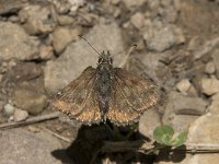 Erynnis tages 28, Bruin dikkopje, Saxifraga-Willem van Kruijsbergen