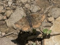 Erynnis tages 30, Bruin dikkopje, Saxifraga-Willem van Kruijsbergen