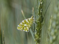 Euchloe crameri 9, Westelijk marmerwitje, Saxifraga-Bart Heijne : 2024, Euchloe crameri, Las Bárdenas Reales, Navarra, Spanje, april, dagvlinder, insect, vakantie, voorjaar, westelijk marmerwitje
