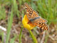 Euphydryas aurinia 24, Moerasparelmoervlinder, Saxifraga-Kars Veling