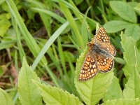 Euphydryas aurinia 26, Moerasparelmoervlinder, Saxifraga-Kars Veling