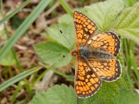 Euphydryas aurinia 30, Moerasparelmoervlinder, Saxifraga-Kars Veling