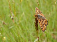 Euphydryas aurinia 33, Moerasparelmoervlinder, Saxifraga-Kars Veling