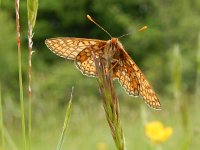 Euphydryas aurinia 40, Moerasparelmoervlinder, Saxifraga-Kars Veling