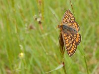 Euphydryas aurinia 41, Moerasparelmoervlinder, Saxifraga-Kars Veling