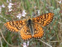 Euphydryas aurinia 51, Moerasparelmoervlinder, Saxifraga-Kars Veling