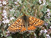 Euphydryas aurinia 53, Moerasparelmoervlinder, Saxifraga-Kars Veling