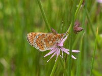 Euphydryas aurinia 58, Moerasparelmoervlinder, Saxifraga-Kars Veling