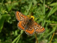 Euphydryas aurinia 60, Moerasparelmoervlinder, Saxifraga-Kars Veling