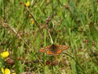 Euphydryas aurinia 61, Moerasparelmoervlinder, Saxifraga-Kars Veling