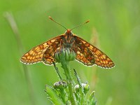 Euphydryas aurinia 71, Moerasparelmoervlinder, Saxifraga-Kars Veling