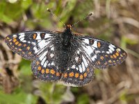 Euphydryas cynthia 3, Witbonte parelmoervlinder, Saxifraga-Luuk Vermeer