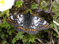 Euphydryas cynthia 4, Witbonte Parelmoervlinder, Saxifraga-Luuk Vermeer